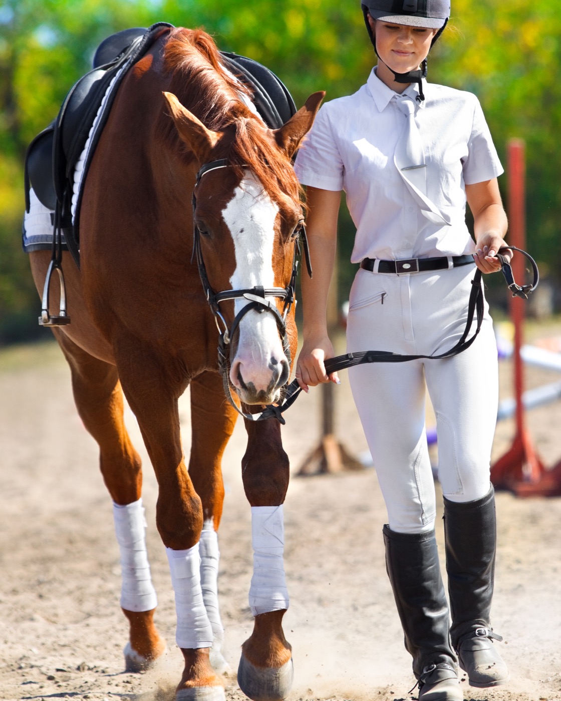 Experience excellence in horse training and coaching